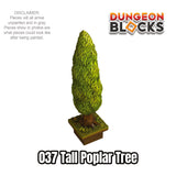 Tall Poplar Tree